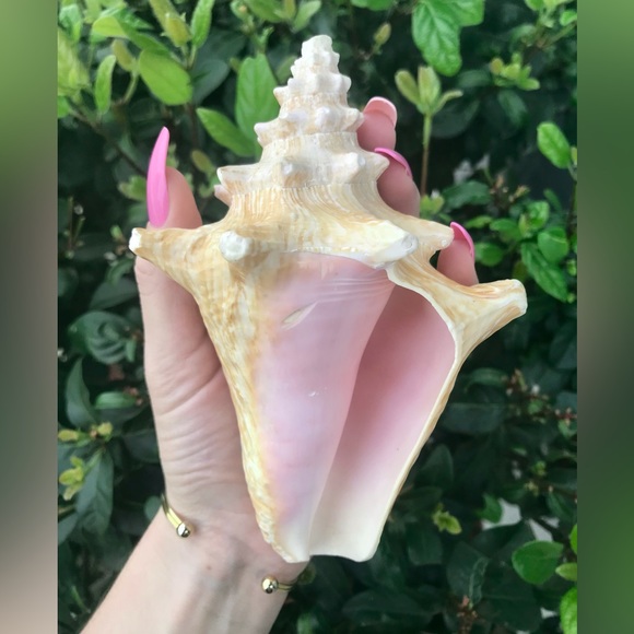 Pink Queen Conch Shell 🐚💗 - Picture 3 of 8